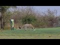 Leopard plays on tee box in Skukuza