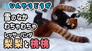 【旭山動物園】❄️ひんやり動画❄️雪のお外でわちゃわちゃ！レッサーパンダの双子姉妹🍐梨梨と🍑桃桃 [Asahiyama zoo] Twin red pandas, ReeRee and TaoTao.