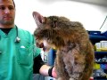 Cat Thyroid Storm: A Hyperthyroid Cat, Before Radioiodine Treatment