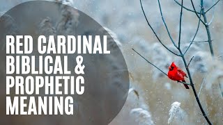 Red Cardinal Biblical Meaning | The Prophetic Meaning Of Seeing A Cardinal | Cardinal Bible Verses