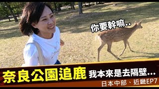 奈良公園追鹿｜我是要來春日大社、萬葉植物園看紫藤花的呀...