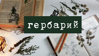 🌻Мой гербарий - ｈｅｒｂａｒｉｕｍ🌻 - YanaRay