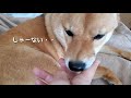 ベタベタしない性格の柴犬がたまに見せる行動に飼い主萌えるとき