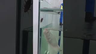 Giant gourami hunting for food  #fishing #aquarium #fishtank