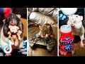 Tik Tok Funny Rats Compilation | Trained Rats Playing | Cute Rats | Rats Stealing Food 🧀🐭