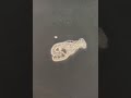 watch amoeba capture it s prey 🦠 remember the single celled amoeba from your school textbooks