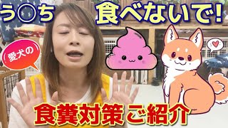 犬の食ふんをどうにかしたい飼い主様必見！食糞の原因と対処法【№127】