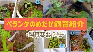 小さなベランダでめだか飼育『飼育容器５個と中のめだか紹介』