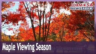 Maple viewing season descends on Taiwan as Wuling Farm calls first fall colors