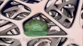 Knochenerneuerung - kurz und bündig - 3d Animation - Osteoporose