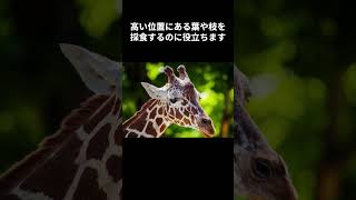 【キリンの雑学】 #雑学＃動物＃字幕＃キリン