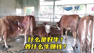 什么是好牛？养什么牛赚钱？适合当地市场才是硬道理