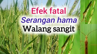 efek fatal serangan hama walang sangit