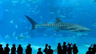 Whale Shark Main Tank 1 - Okinawa Churaumi Aquarium