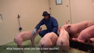 Finding vaccines against swine flu