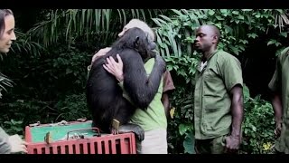 Le relâcher de Wounda expliqué par Jane Goodall VOSTFR