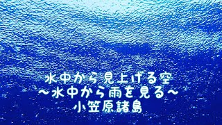 水中から見上げる空 小笠原諸島 ダイビング