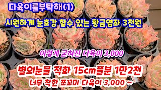 다육이를부탁해(1) 봄이 온듯 눈호강 시켜주는 황금염좌 3,000 ~ 별의눈물 적화 가격 착한 예쁜 군생  들어왔어요