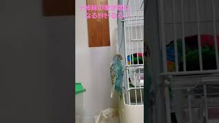 他の小鳥を気に掛けてくれる優しい心のｾｷｾｲｲﾝｺるる♂ちゃん　可愛くて愛おしい♡