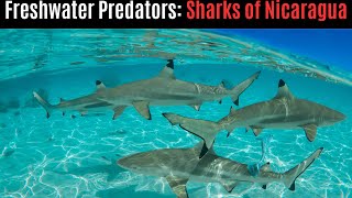 Freshwater Predators: The Sharks of Nicaragua