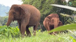 Kham La Leads Her Herd: A Joyful River Playtime - ElephantNews