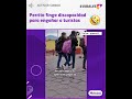 perrito finge discapacidad para engañar a los turistas