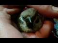 cute sleeping sparrow ...