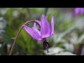 【孤独の登山4k】カタクリの里・三毳山【春の妖精・カタクリ】