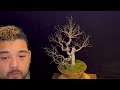 ficus benjamina part two rewire and third styling