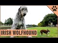 Irish Wolfhound Dog Breed - The Tallest AKC Dog Breed