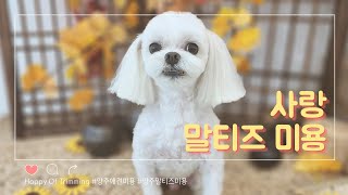 양주애견미용실) 말티즈 1센치미용 알머리컷 부정교합 미용하기