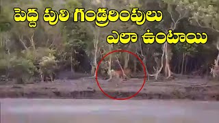 పెద్ద పులి గండ్రరింపులు ఎలా ఉంటాయి.. |  Video Goes Viral | ABN Telugu