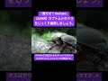 【asmr】カブトムシのメスをじっくり観察しましょう。 sdgs クワガタ asmrsounds 昆虫 虫の声 bug カブトムシ ytshorts mukbang love