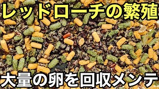 餌用昆虫レッドローチの繁殖　大量の卵回収とメンテ【爬虫類の餌】３週間ぶりの掃除