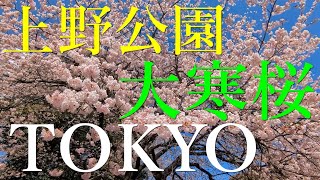 Amazing Tokyo's elegant early blooming cherry blossoms japan 東京 2024 4k 上野公園の満開の大寒桜