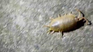 Ligia oceanica - Massive Sea Slater observed in Bridlington (EY, UK)