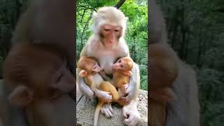 Maa ka pyar monkey 🥰😍🥰 #shorts #short #shortvideo #shortsvideo #monkey