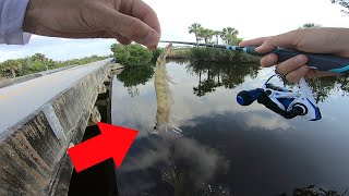Using Live Shrimp For Non Stop Bridge Action