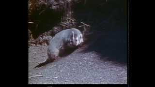 The American Badger