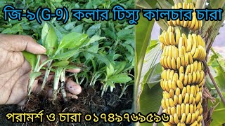 জি-৯ কলা চাষ পদ্ধতি।G-9 Banana Cultivation System#agriculture #plants #nursery #ই-কৃষি#