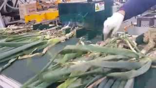 Spring onion roots cutting machine(대파뿌리절단기)