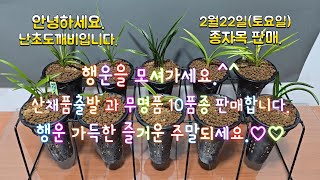 2월22일(토요일)AAA급산채품출발 과 무명품 10품종 판매합니다.행운 가득한 즐거운 주말되세요.♡♡4k