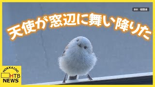 窓辺に天使が舞い降りた！コンコンと叩く音…気付くとそこにシマエナガ　雪の妖精はお着がえ中？