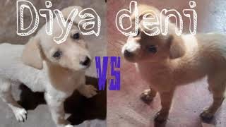 My  Pets Diya, Deni comedy😂fight🤔scenes🤣