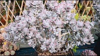 多肉植物资料21-乒乓福娘 Cotyledon orbiculata cv