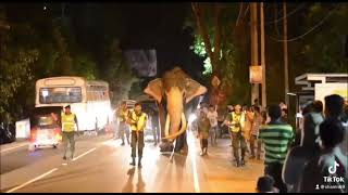 Nadungamuwe Raja Arrival I Raja Elephant I Nadungamuwa raja 2021 | නැඳුන්ගමුවේ රාජා හස්තියා