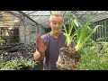 How to divide agapanthus at stinky ditch nursery Sep ‘19