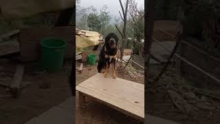 Young promising native boy at Ilam, Nepal  # Bhote kukur # भोटे कुकुर # Dokhyi # Tibetan Mastiff