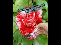 gulabeelu ki fertilizer beautiful rose flowers terrace garden youtubeshorts viral happy gardening