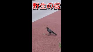 【閲覧注意】ねずみを捕食するカラス　都会の食物連鎖